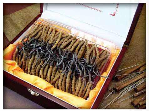 正镶白冬虫夏草回收